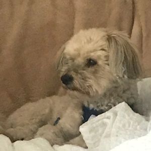 Meet your Posher, Joyce